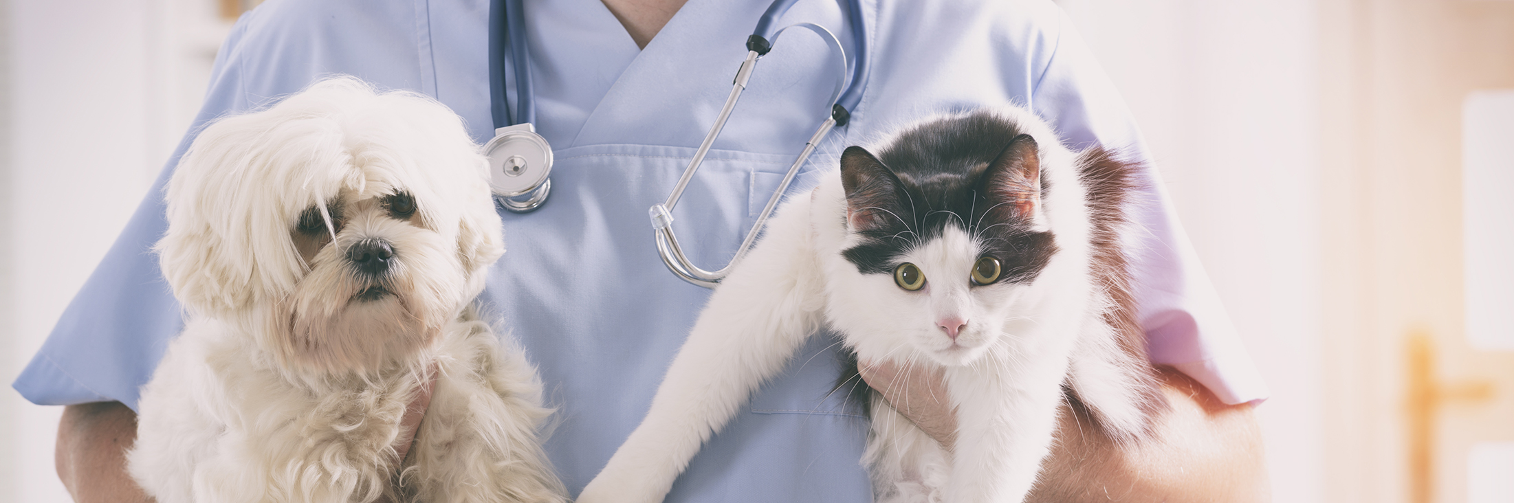 Vet with dog and cat